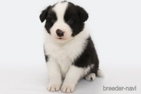 成約済の神奈川県のボーダーコリー-310793の2枚目